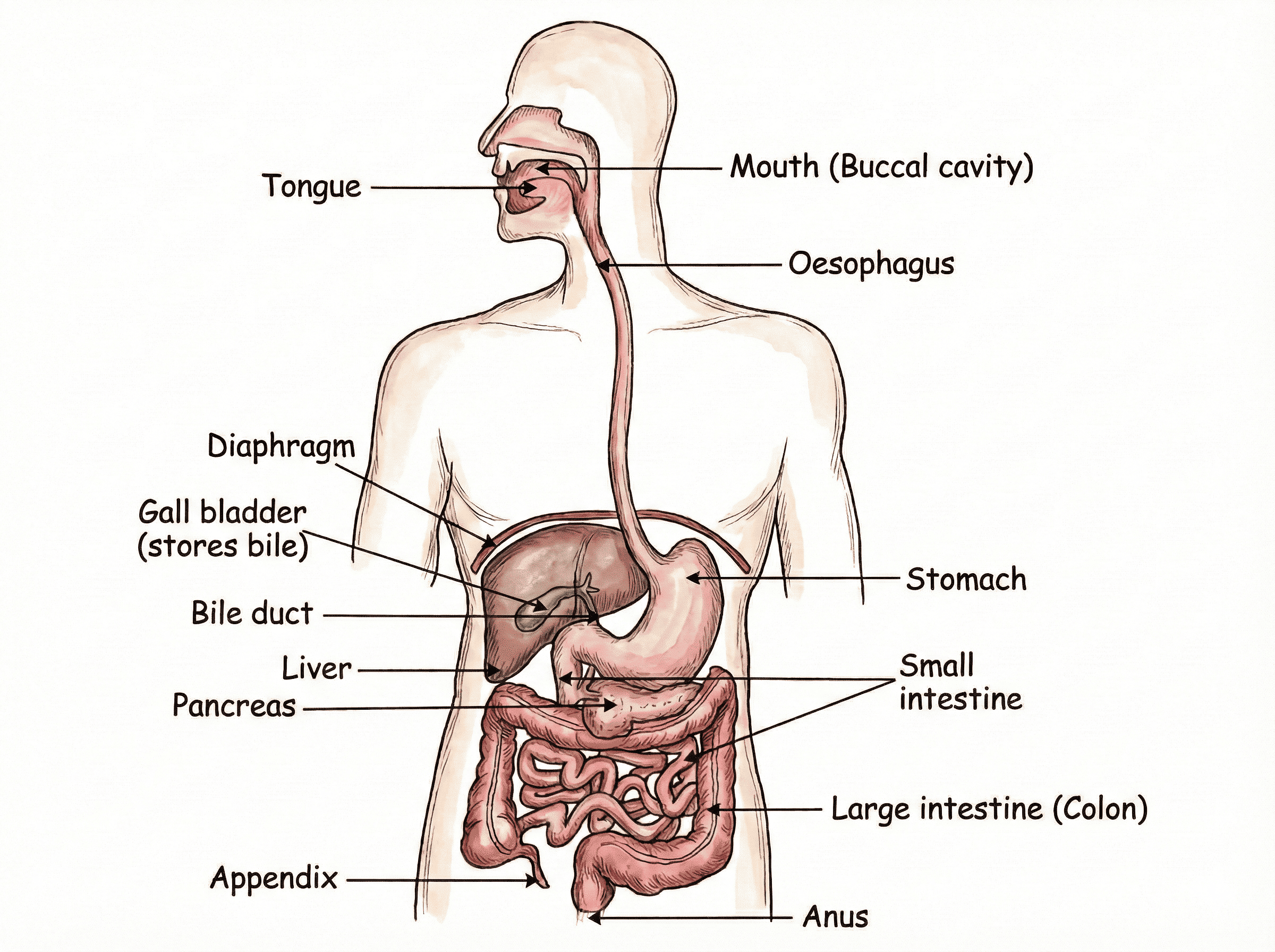 Human Digestive System